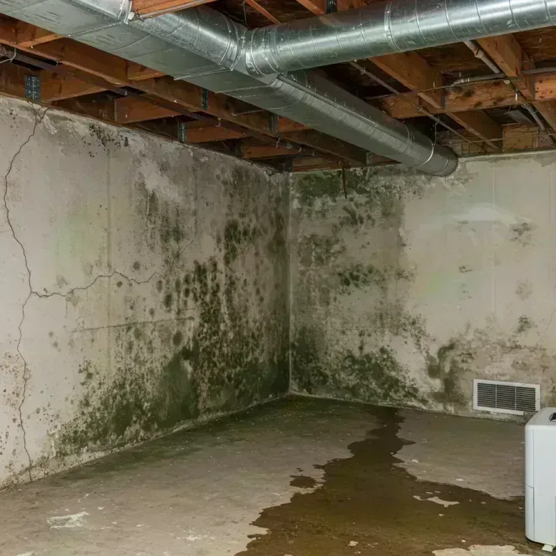 Professional Mold Removal in Springfield, IL